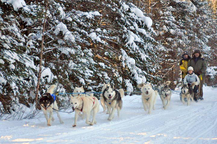 Dog Sledding in Northern NH